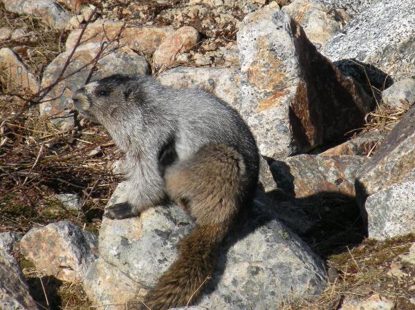Photo of Marmota caligata by Andrea Paetow